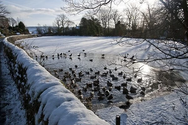 Mallard Duck (Anas platyrhynchos) flock, swimming on open water of frozen mill pond, Chipping, Lancashire, England, december