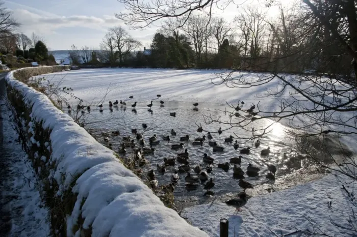 Framed Print : Mallard Duck (Anas platyrhynchos) flock, swimming on open water of frozen mill pond, Chipping, Lancashire, England, december Framed Print : Mallard Duck (Anas platyrhynchos) flock, swimming on open water of frozen mill pond, Chipping, Lancashire, England, december