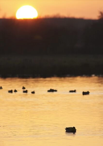 Mallard Duck (Anas platyrhynchos) flock, swimming, silhouetted at sunset over flashes, Fairburn Ings RSPB Reserve, West Yorkshire, England, january