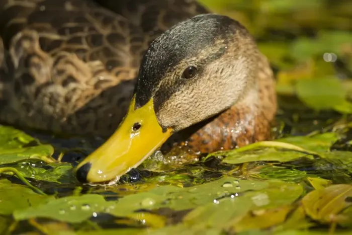 Framed Print : Mallard Duck (Anas platyrhynchos) x domestic duck hybrid, adult male, close-up of head Framed Print : Mallard Duck (Anas platyrhynchos) x domestic duck hybrid, adult male, close-up of head
