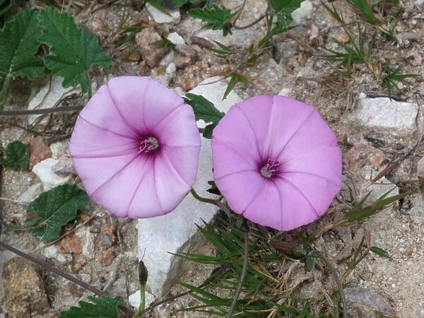 Mallow-leaved Bindweed (Convolvulus althaeoides) close-up of flowers, growing on roadside verge, Corsica, France, April