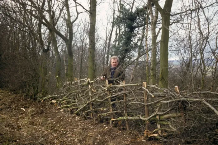 Framed Print : Man hedge laying, England, december Framed Print : Man hedge laying, England, december