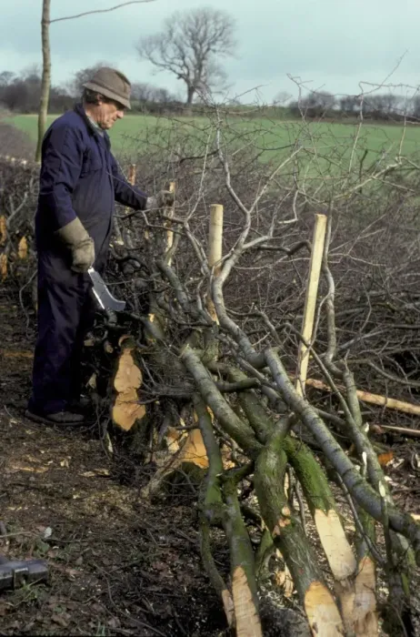 Framed Print : Man hedge laying, England, february