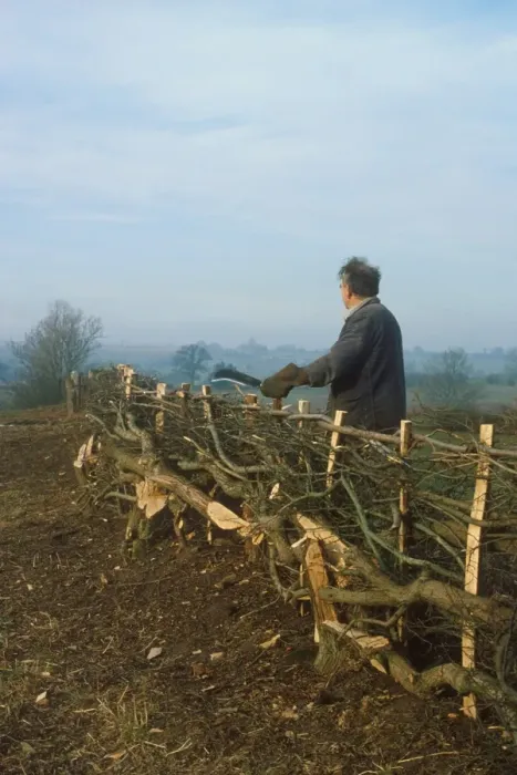 Framed Print : Man hedge laying, England, january
