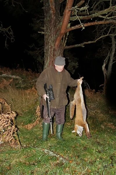 Man holding dead European Red Fox (Vulpes vulpes), shot at night using licenced nite-vision image intensifier scope