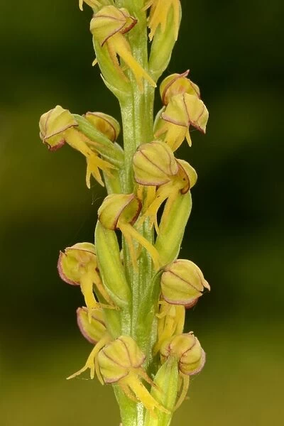 Man Orchid (Orchis anthropophora) close-up of flowerspike, Kent, England, June