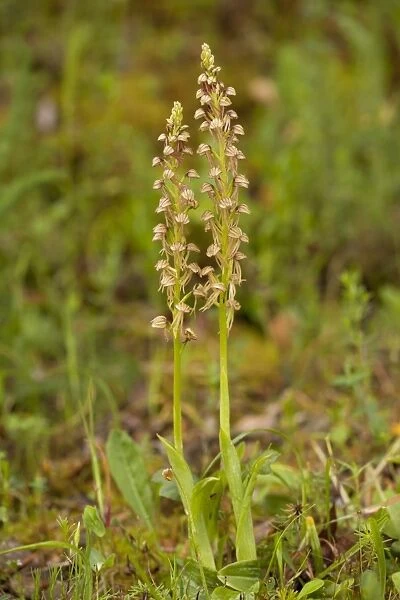 Man Orchid (Orchis anthropophora) two flowerspikes, Southern Italy, april