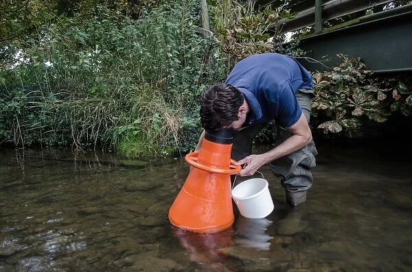 Man searching for Atlantic Stream Crayfish (Austropotamobius pallipes) under licence, using viewing bucket