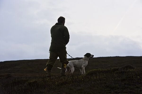 Man standing with English Pointer, counting grouse on grouse moor, West Yorkshire, England, november