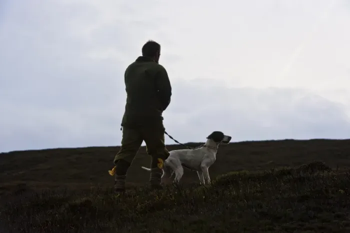 Framed Print : Man standing with English Pointer, counting grouse on grouse moor, West Yorkshire, England, november Framed Print : Man standing with English Pointer, counting grouse on grouse moor, West Yorkshire, England, november