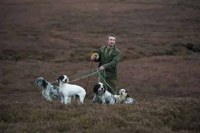 Framed Print : Man standing with English Pointer and English Setters, counting grouse on grouse moor, West Yorkshire, England Framed Print : Man standing with English Pointer and English Setters, counting grouse on grouse moor, West Yorkshire, England