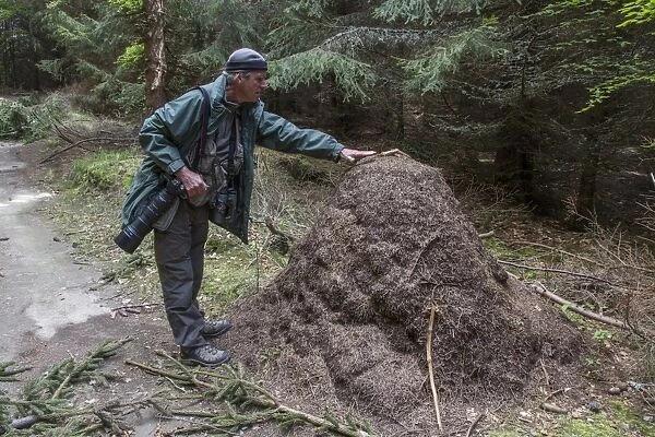 Man standing next to Wood Ant mound to show size. - Bulgaria