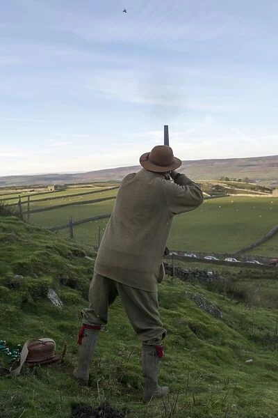 Man using 12 bore shotgun, on gamebird shoot in upland, Yorkshire Dales, Yorkshire, England, November