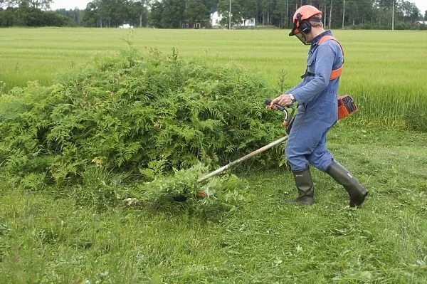 Man using strimmer on farm, cutting back ferns at field edge, Sweden