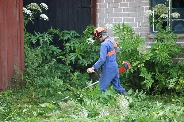 Man using strimmer around farm sheds, cutting back Giant Hogweed (Heracleum mantegazzianum) introduced invasive weed