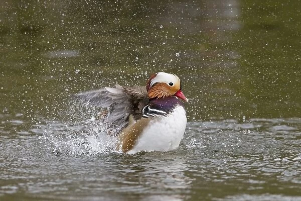Mandarin Duck (Aix galericulata) introduced species, adult male, bathing on water, Pensthorpe Nature Reserve, Norfolk