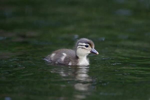 Mandarin Duck (Aix galericulata) introduced species, duckling, swimming, Warwickshire, England, May