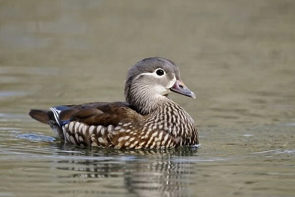 Mandarin Duck (Aix galericulata) introduced species, adult female, swimming, Midlands, England, april