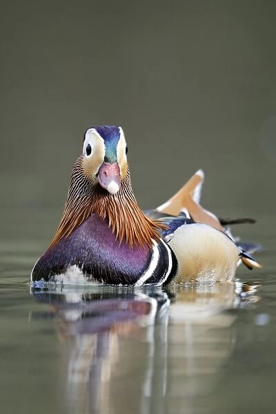 Mandarin Duck (Aix galericulata) introduced species, adult male, swimming, Midlands, England, april