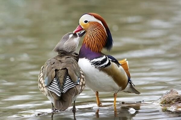 Mandarin Duck (Aix galericulata) introduced species, adult pair, mutual preening, standing on submerged log, Italy, february