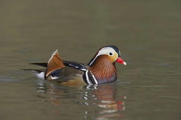 Mandarin Duck (Aix galericulata) adult male, swimming, Arundel W. W. T. (captive)