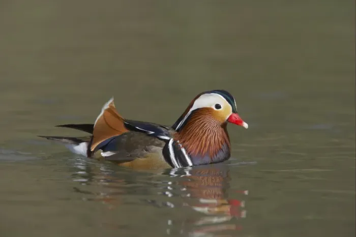 Framed Print : Mandarin Duck (Aix galericulata) adult male, swimming, Arundel W. W. T. (captive) Framed Print : Mandarin Duck (Aix galericulata) adult male, swimming, Arundel W. W. T. (captive)