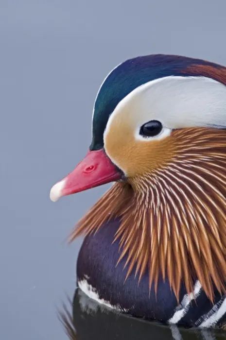 Framed Print : Mandarin Duck (Aix galericulata) introduced species, adult male, swimming, close-up of head, Norfolk, England, february Framed Print : Mandarin Duck (Aix galericulata) introduced species, adult male, swimming, close-up of head, Norfolk, England, february