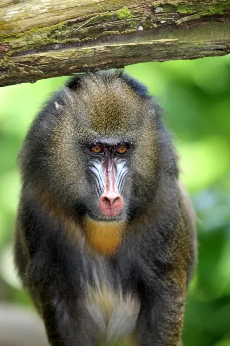 Framed Print : Mandrill (Mandrillus sphinx) adult female, close-up of head (captive) Framed Print : Mandrill (Mandrillus sphinx) adult female, close-up of head (captive)