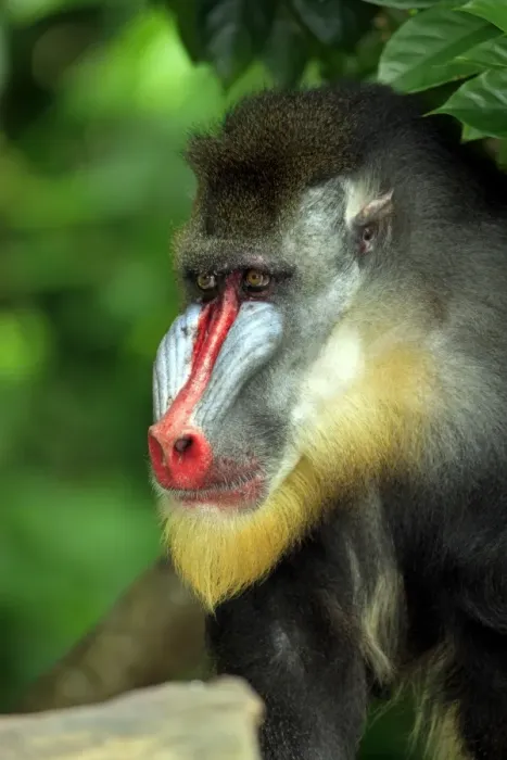 Framed Print : Mandrill (Mandrillus sphinx) adult male, close-up of head (captive) Framed Print : Mandrill (Mandrillus sphinx) adult male, close-up of head (captive)