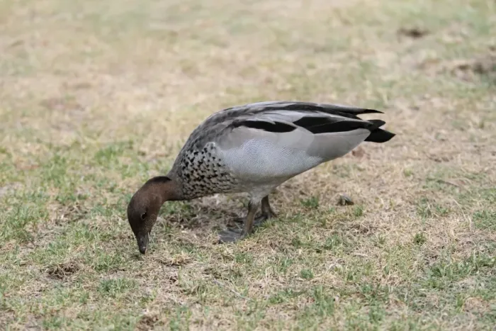 Framed Print : Maned Duck (Chenonetta jubata) adult male, feeding on grassland of riverbank, Margaret River, Western Australia