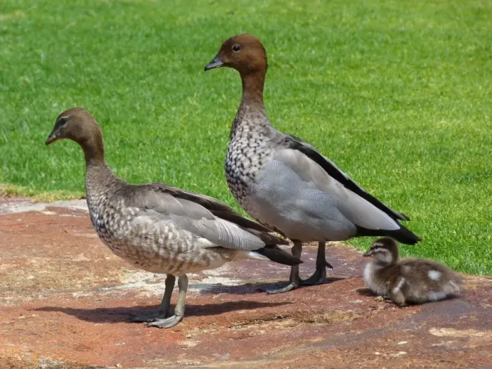 Framed Print : Maned Duck (Chenonetta jubata) adult pair with duckling, standing in parkland, Perth, Western Australia, Australia Framed Print : Maned Duck (Chenonetta jubata) adult pair with duckling, standing in parkland, Perth, Western Australia, Australia