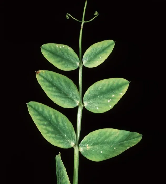 Framed Print : Manganese deficiency (Mn) deficiency symptom on pea leaf Framed Print : Manganese deficiency (Mn) deficiency symptom on pea leaf