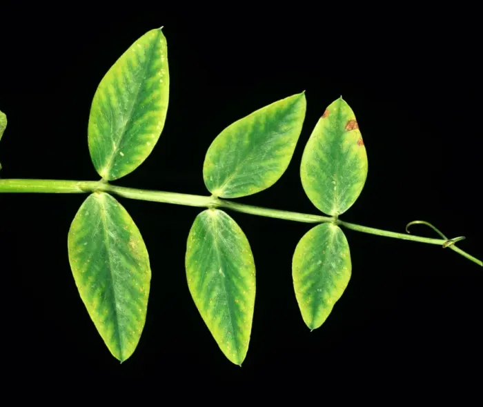 Framed Print : Manganese deficiency (Mn) deficiency symptom on pea leaf