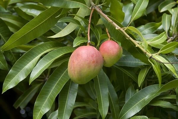 Mango (Mangifera indica) close-up of fruit and leaves, Grenada, Grenadines, Windward Islands, Lesser Antilles, August