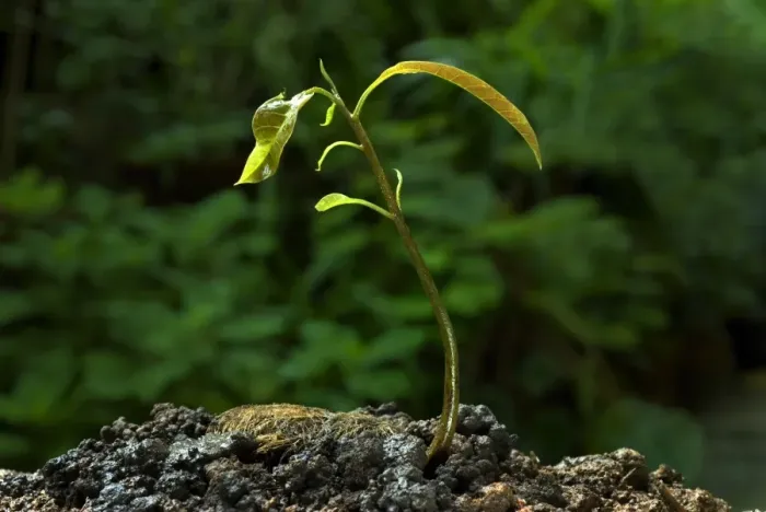 Framed Print : Mango (Mangifera indica) germinating seed with sapling, Trivandrum, Kerala, India Framed Print : Mango (Mangifera indica) germinating seed with sapling, Trivandrum, Kerala, India
