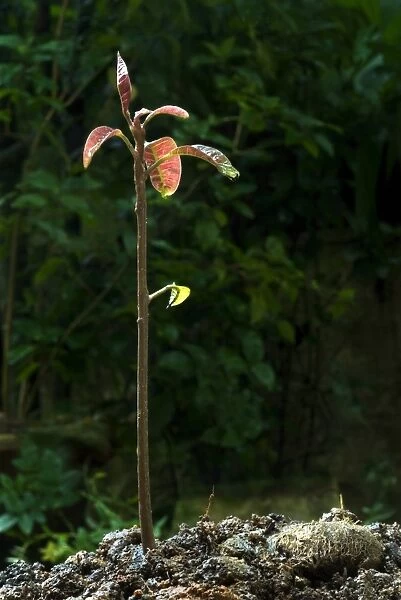 Mango (Mangifera indica) sapling, Trivandrum, Kerala, India