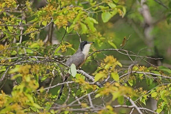 Mangrove Cuckoo (Coccyzus minor) adult, perched in flowering tree, Tobago, Trinidad and Tobago, May