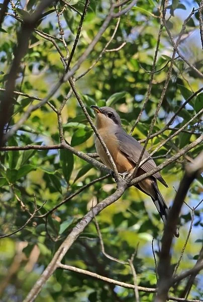 Mangrove Cuckoo (Coccyzus minor) adult, perched on branch, Botanical Gardens, Santo Domingo, Dominican Republic