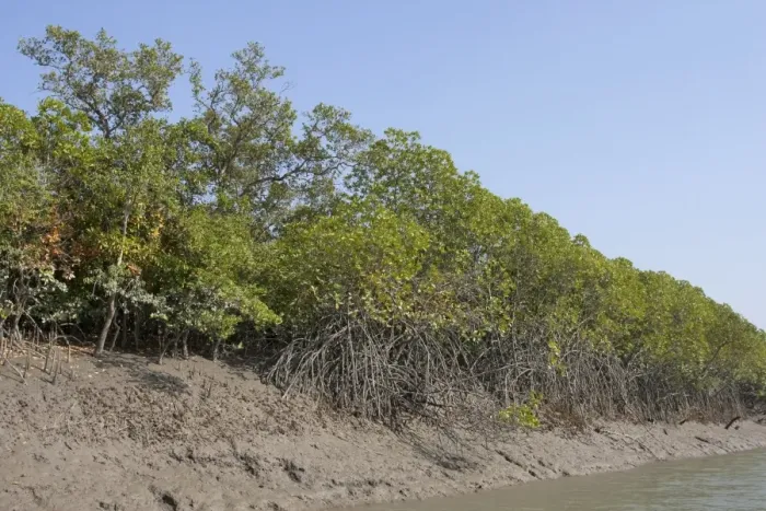 Framed Print : Mangrove forest habitat, Sundarbans, Ganges Delta, West Bengal, India, March Framed Print : Mangrove forest habitat, Sundarbans, Ganges Delta, West Bengal, India, March