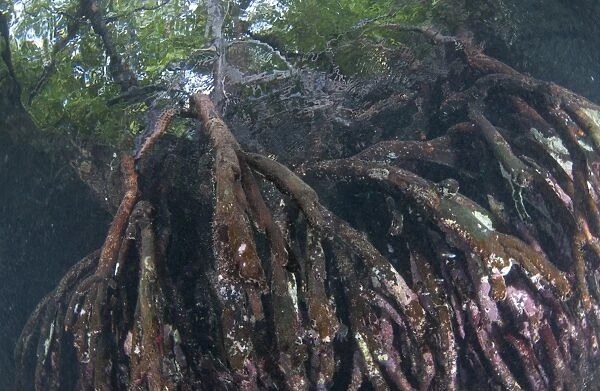 Mangrove (Rhizophora sp. ) submerged roots, West Waigeo, Raja Ampat Islands (Four Kings), West Papua, New Guinea