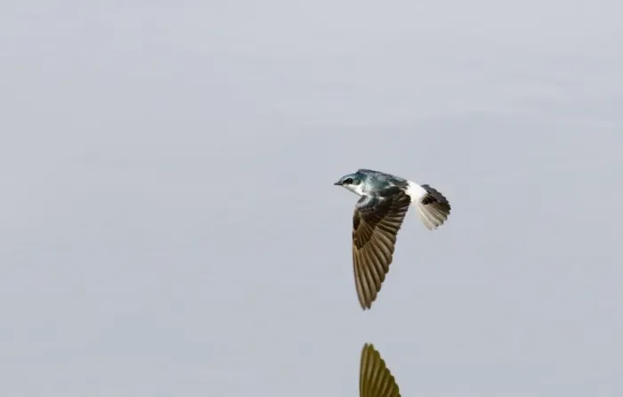Framed Print : Mangrove Swallow (Tachycineta albilinea albilinea) adult, in flight over water, Peten, Guatemala
