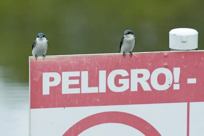 Framed Print : Mangrove Swallow (Tachycineta albilinea albilinea) two adults, perched on sign, Peten, Guatemala Framed Print : Mangrove Swallow (Tachycineta albilinea albilinea) two adults, perched on sign, Peten, Guatemala