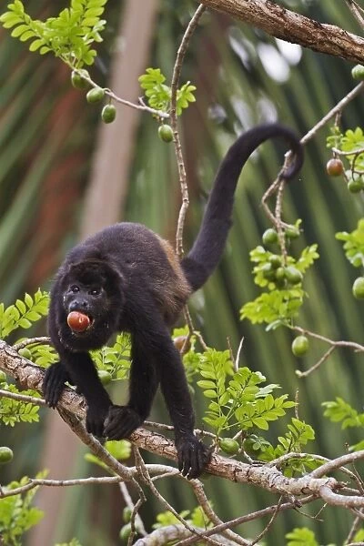 Mantled Howler Monkey (Alouatta palliata) adult male, feeding on fruit, standing on branch in fruiting tree