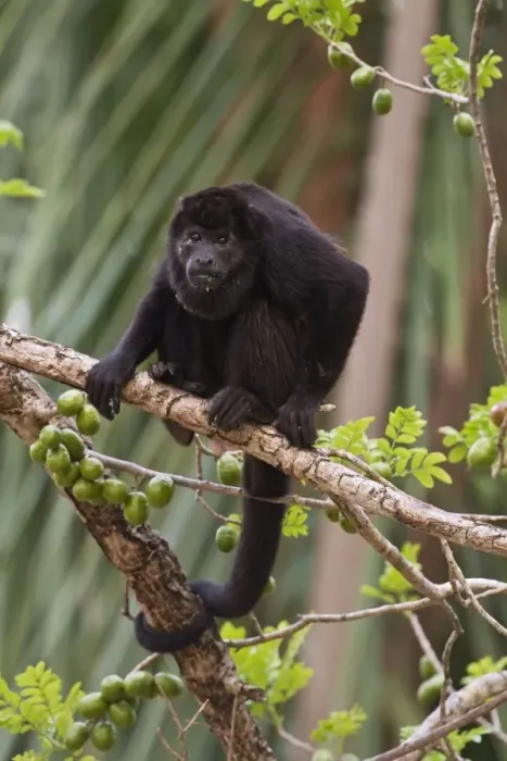Framed Print : Mantled Howler Monkey (Alouatta palliata) adult male, sitting on branch in fruiting tree, Costa Rica, April Framed Print : Mantled Howler Monkey (Alouatta palliata) adult male, sitting on branch in fruiting tree, Costa Rica, April