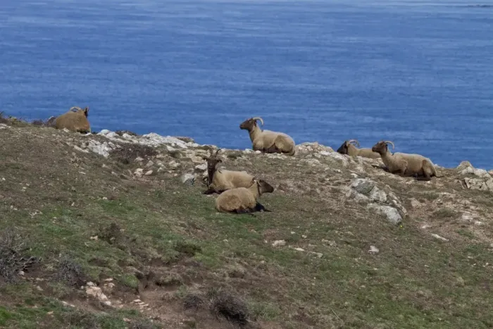 Framed Print : Manx Loaghtan breed of sheep reintroduced to Jersey#s northern coast Framed Print : Manx Loaghtan breed of sheep reintroduced to Jersey#s northern coast