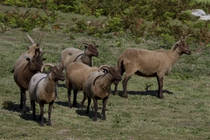 Framed Print : Manx Loaghtan breed of sheep reintroduced to Jersey#s northern coast Framed Print : Manx Loaghtan breed of sheep reintroduced to Jersey#s northern coast