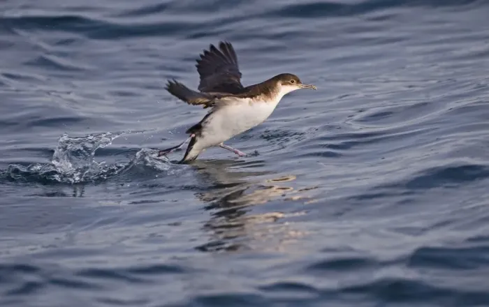 Framed Print : Manx Shearwater (Puffinus puffinus) adult, taking off from sea, St. Bride's Bay, off Skomer Island, Pembrokeshire, Wales, july Framed Print : Manx Shearwater (Puffinus puffinus) adult, taking off from sea, St. Bride's Bay, off Skomer Island, Pembrokeshire, Wales, july