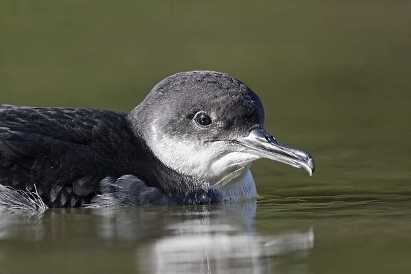 Manx Shearwater (Puffinus puffinus) adult, close-up of head, swimming on canal, Hatton, Warwickshire, England
