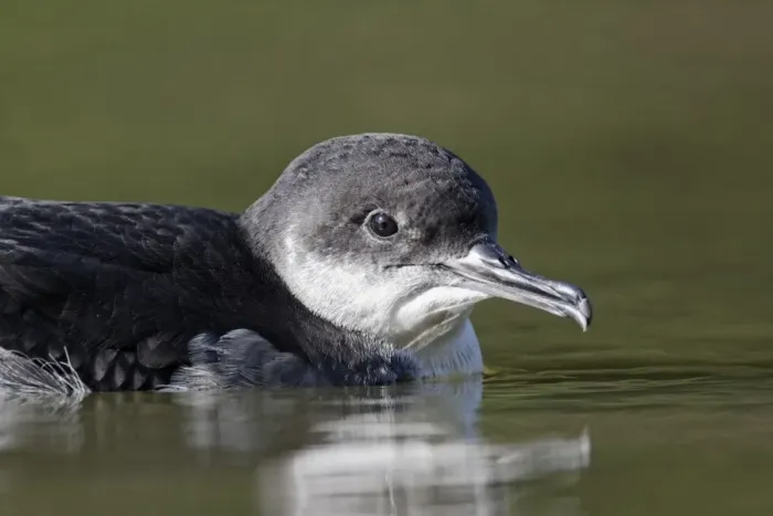 Framed Print : Manx Shearwater (Puffinus puffinus) adult, close-up of head, swimming on canal, Hatton, Warwickshire, England Framed Print : Manx Shearwater (Puffinus puffinus) adult, close-up of head, swimming on canal, Hatton, Warwickshire, England