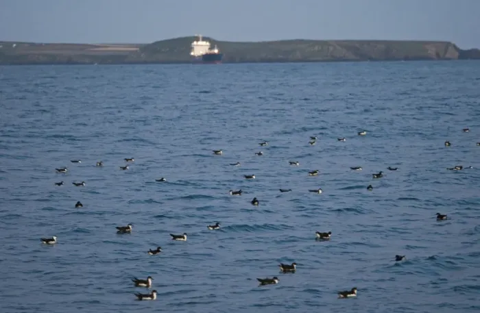 Framed Print : Manx Shearwater (Puffinus puffinus) flock, gathering on sea at dusk, St. Bride's Bay, off Skomer Island, Pembrokeshire, Wales, july Framed Print : Manx Shearwater (Puffinus puffinus) flock, gathering on sea at dusk, St. Bride's Bay, off Skomer Island, Pembrokeshire, Wales, july